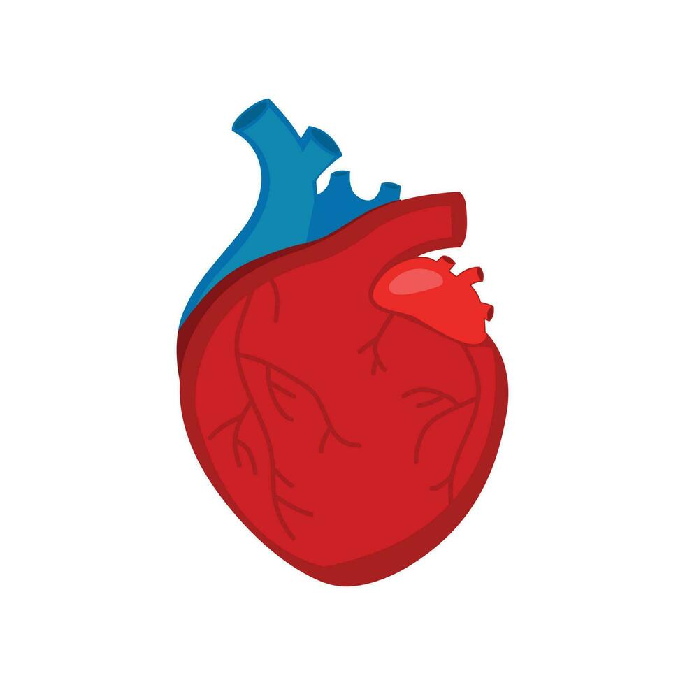 Human heart vector white background illustration