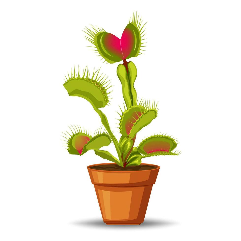 Venus flytrap is a carnivorous plant that catches insects with hinged leaves, fascinating scientists vector