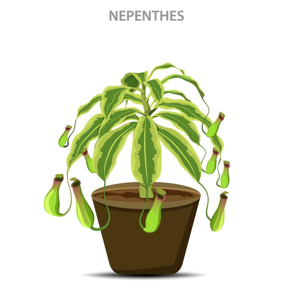 Nepenthes are carnivorous plants that trap insects in specialized leaves for nutrition vector