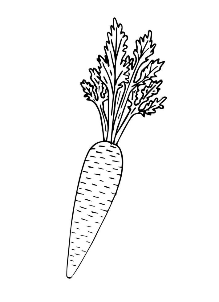 Vector hand drawn sketch carrot
