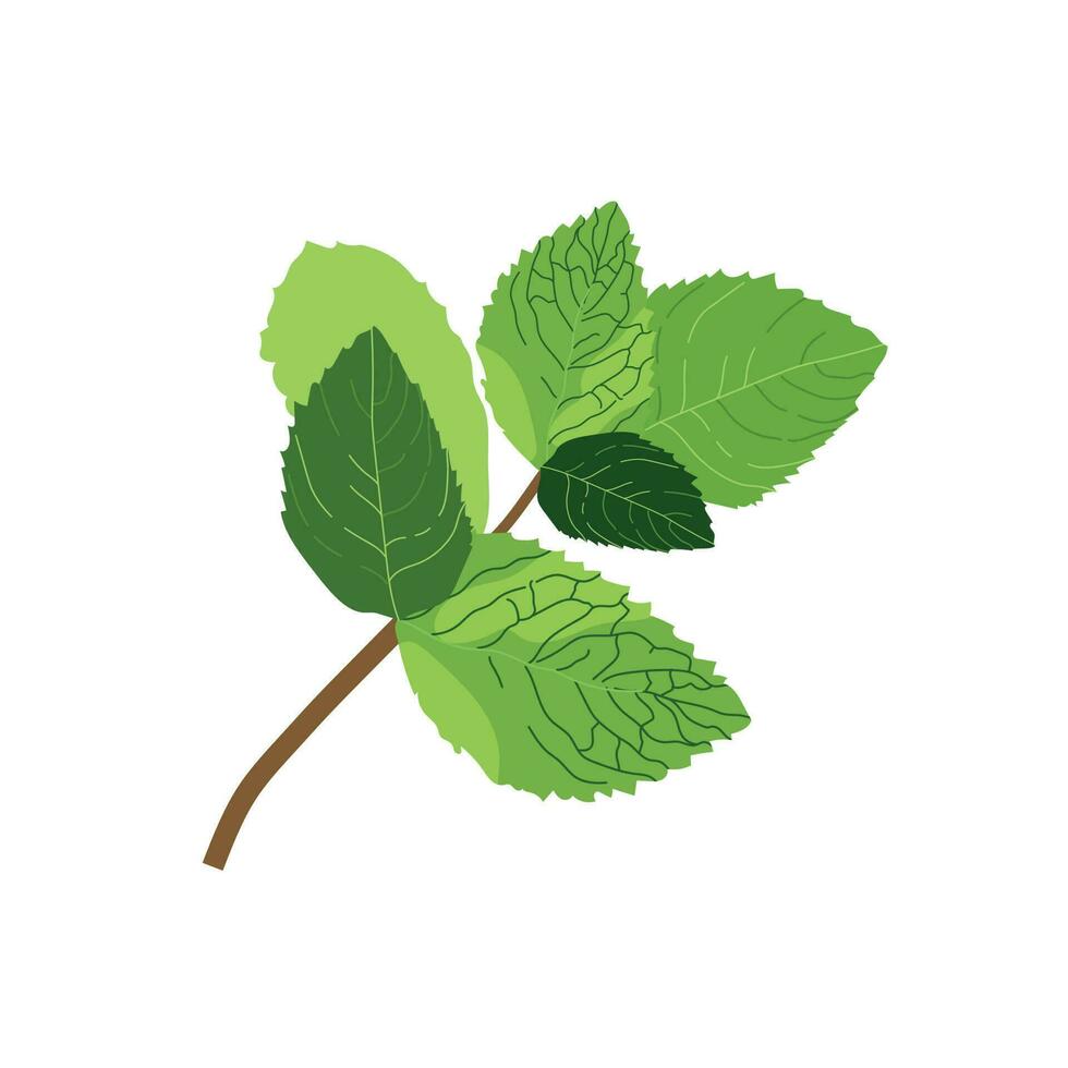 Sprig of mint. Vector illustration of fresh mint. Isolated illustration of mint leaf icon on white background.