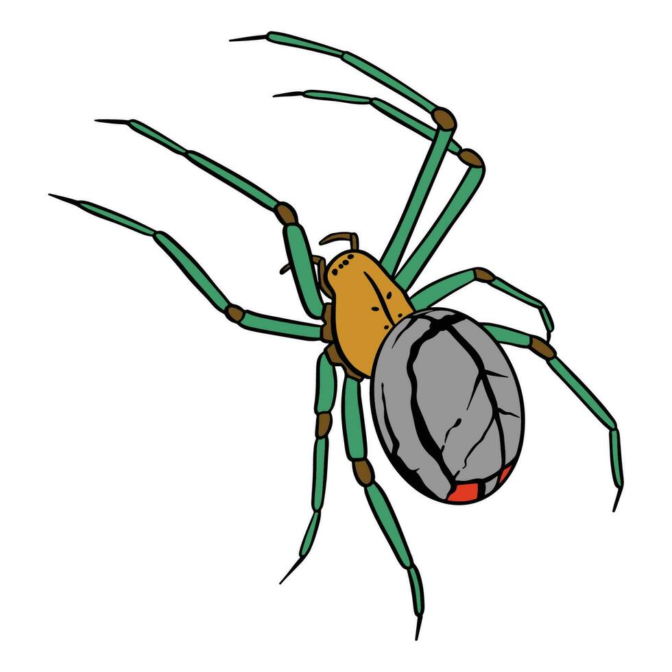 Green leg spider ,good for graphic design resources, posters, banners, templates, prints, coloring books and more. vector