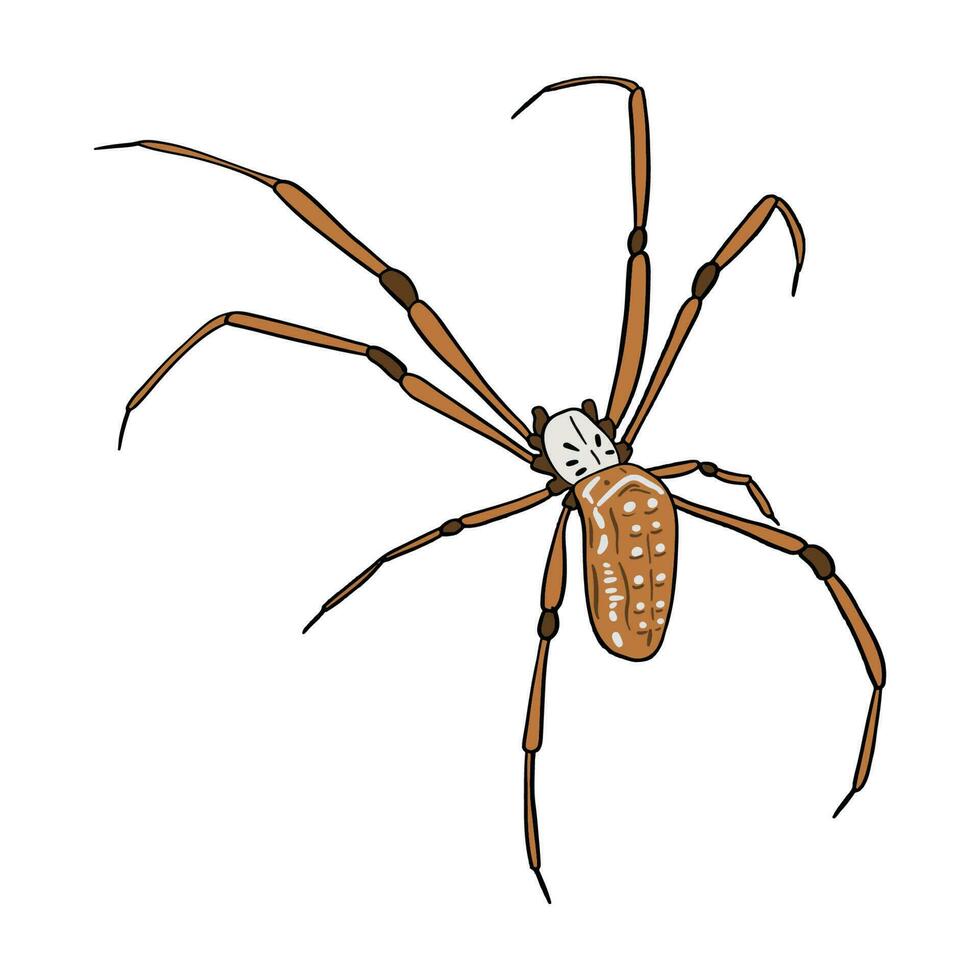 marrón web araña ,bien para gráfico diseño recursos, carteles, pancartas, plantillas, huellas dactilares, colorante libros y más. vector