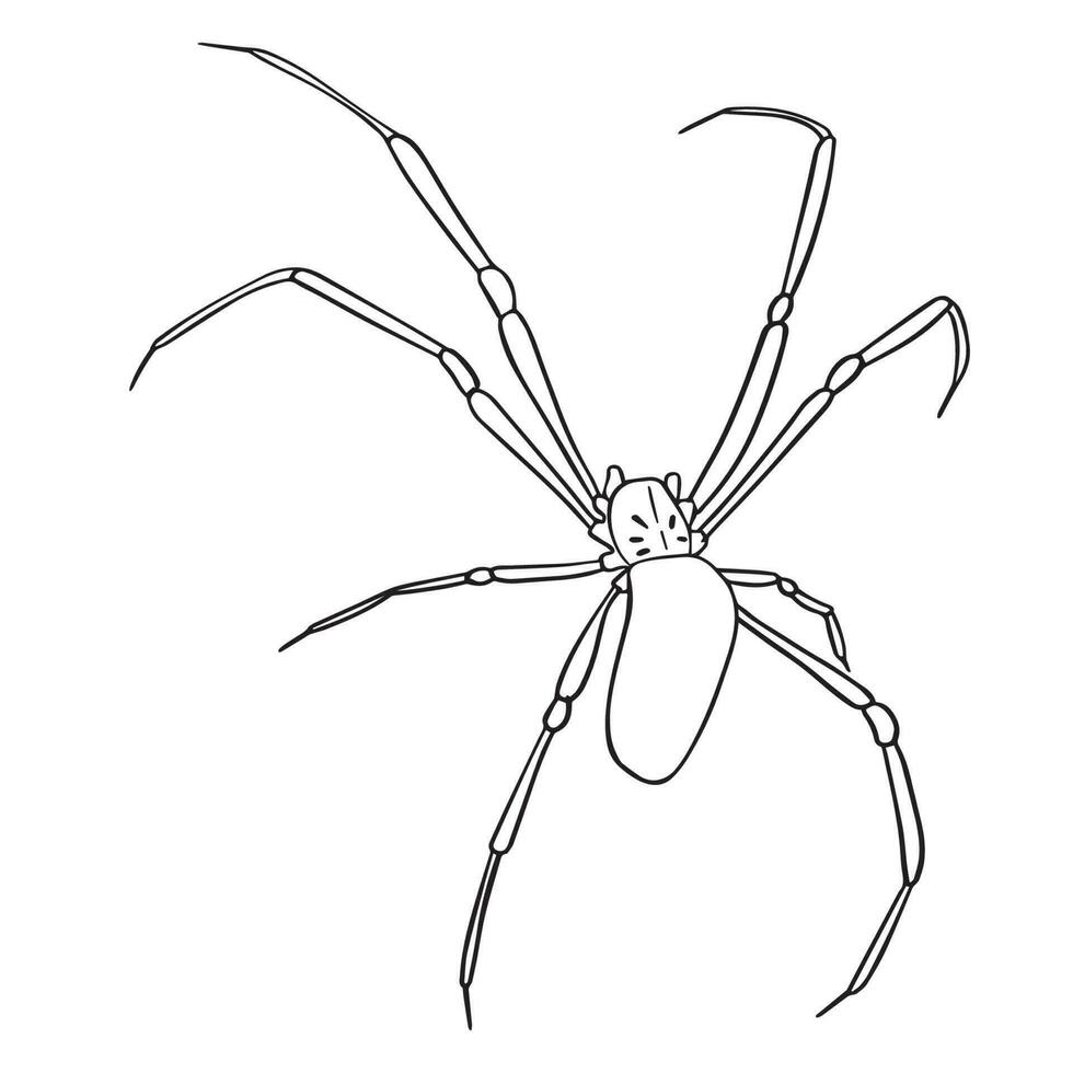 araña contorno Arte ,bien para gráfico diseño recursos, carteles, pancartas, plantillas, huellas dactilares, colorante libros y más. vector