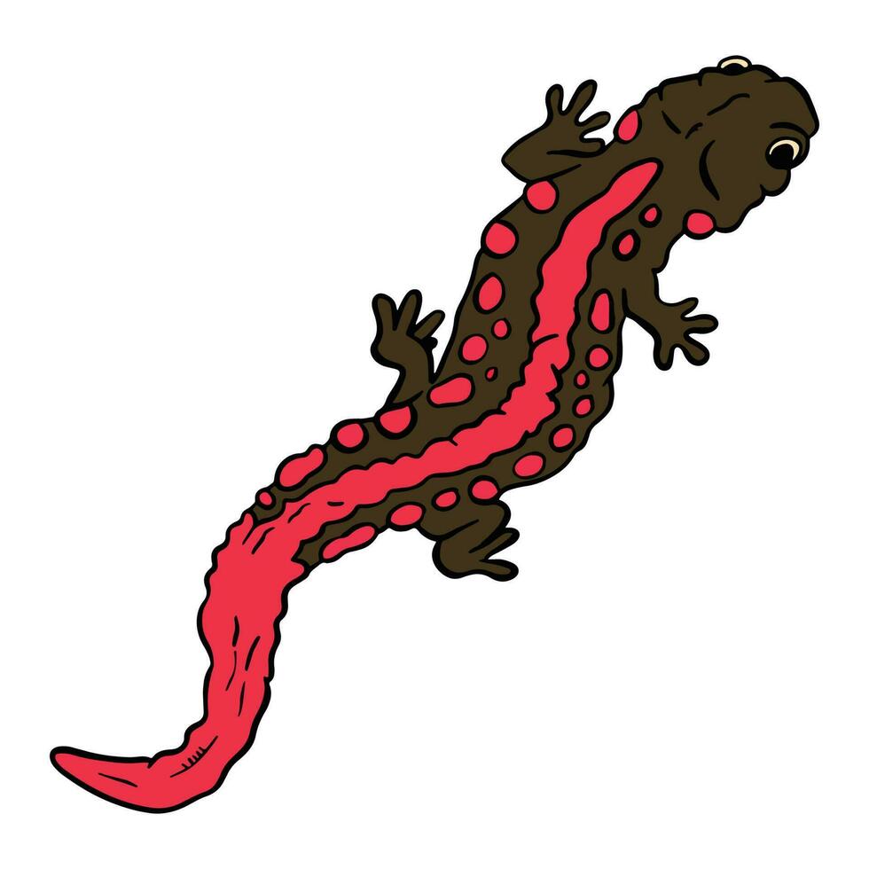 Beautiful Red Brown salamander ,good for graphic design resources, posters, banners, templates, prints, coloring books and more. vector