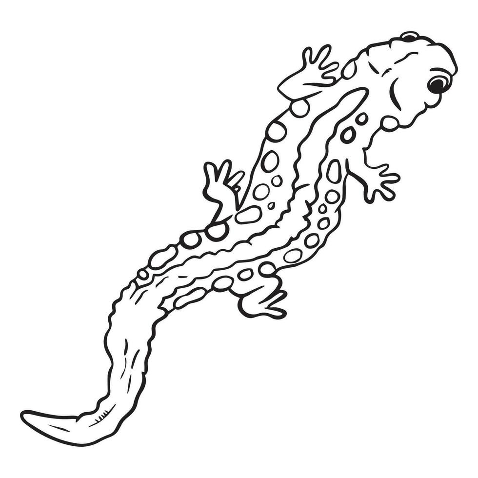 Salamander outline art ,good for graphic design resources, posters, banners, templates, prints, coloring books and more. vector