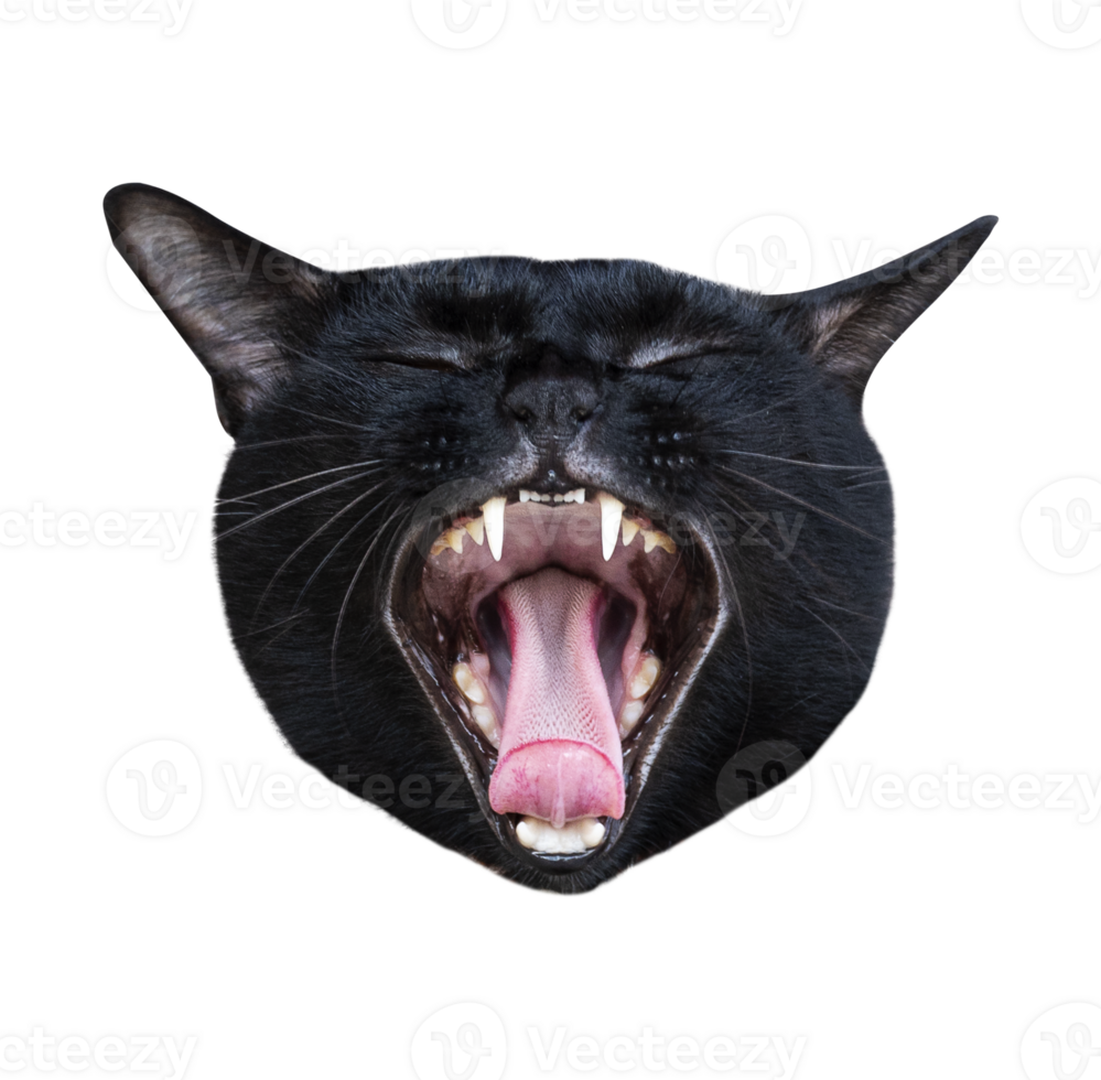 Head black cat yawn open mouth png