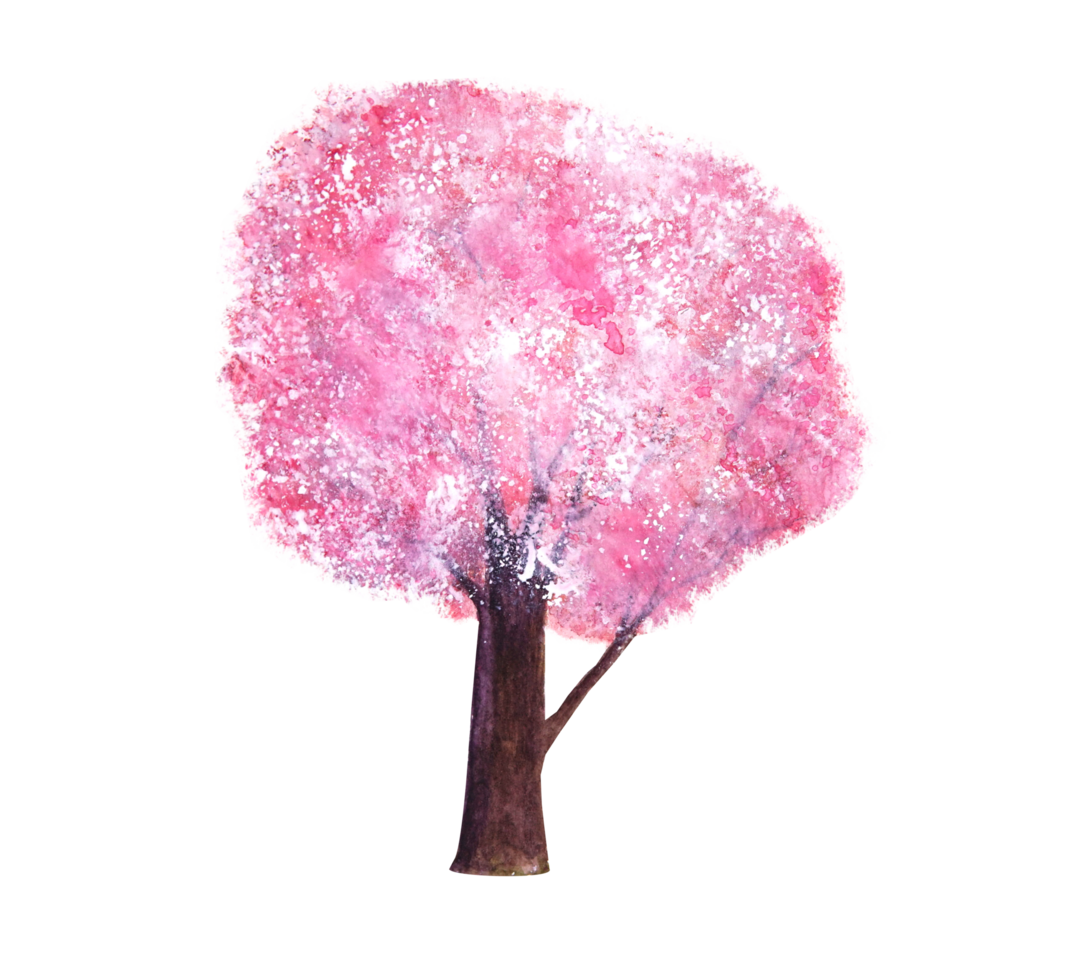 watercolor painting pink tree cherry blossom or sakura abstract hand drawn png. png