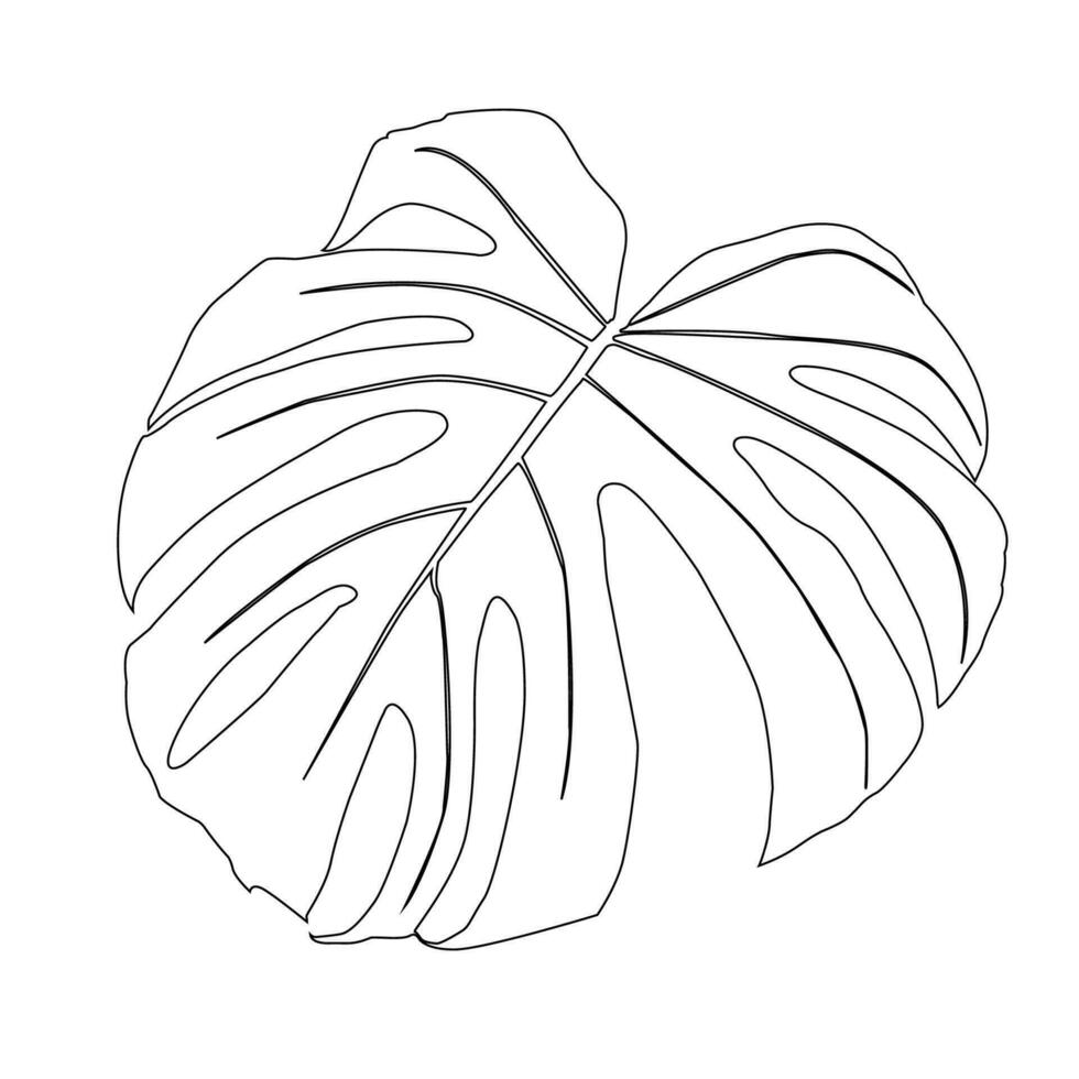 Monstera Deliciosa plant leaf from tropical forests isolated. Vector for greeting cards, flyers, invitations, web design