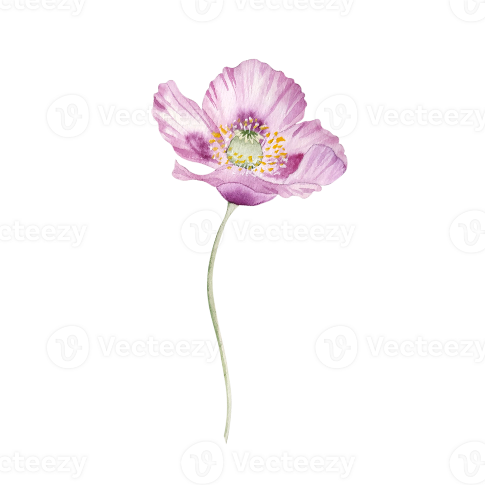 Watercolor pink islandic poppy realistic flower png