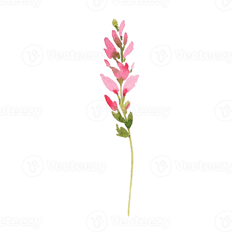 Watercolor summer wildflower png