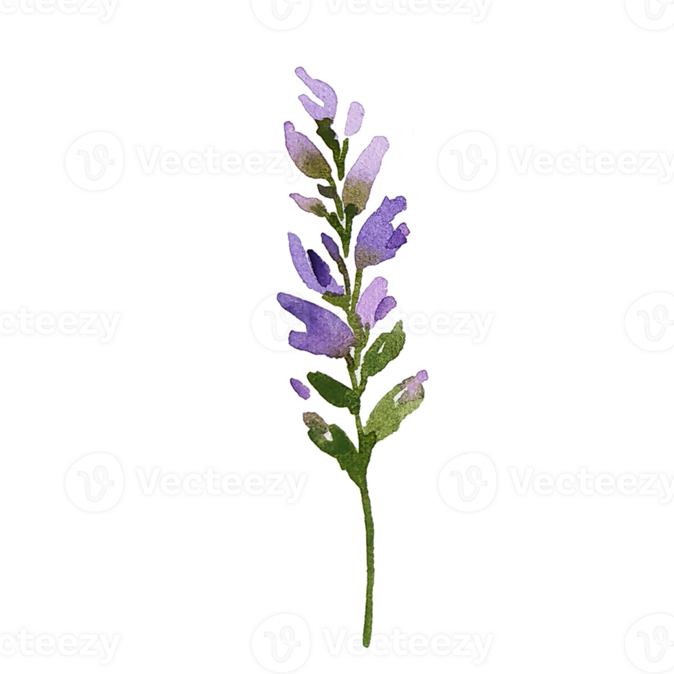 Watercolor summer wildflower png