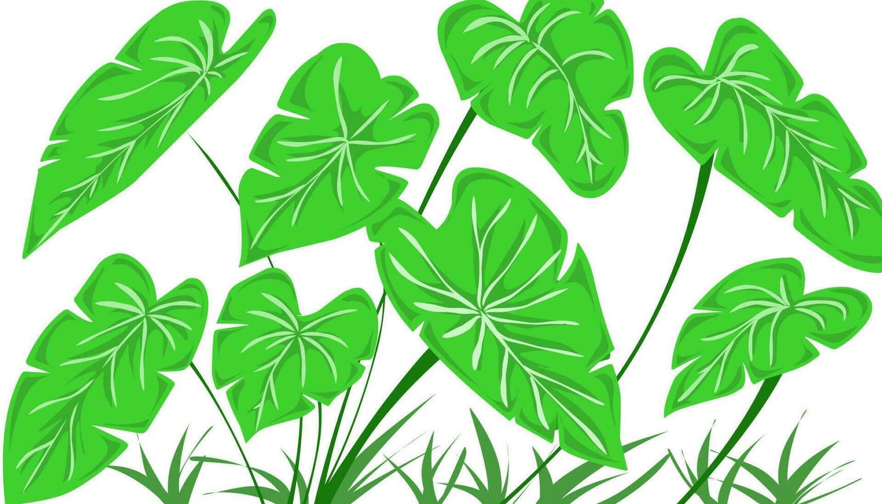 Taro leaf illustration background vector