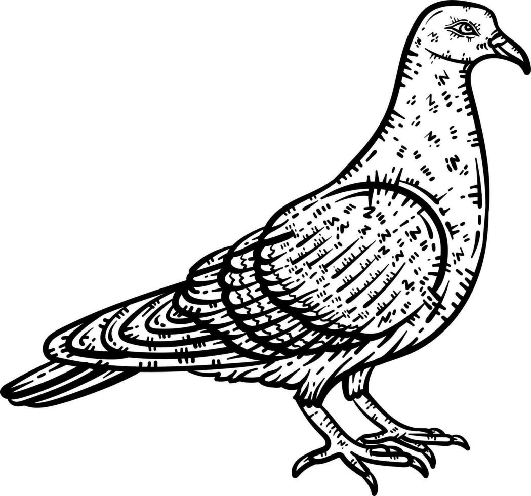 Pigeon Animal Coloring Page for Adults vector