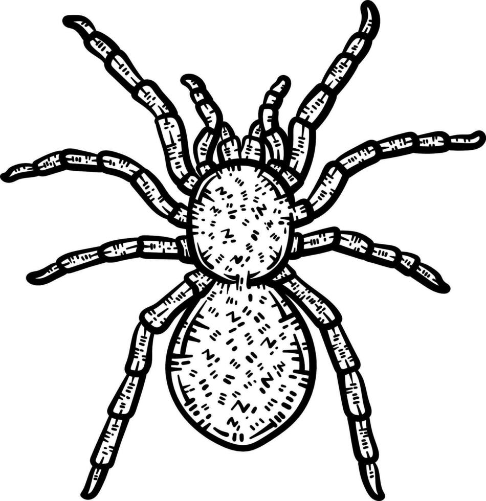 Spider Animal Coloring Page for Adults vector