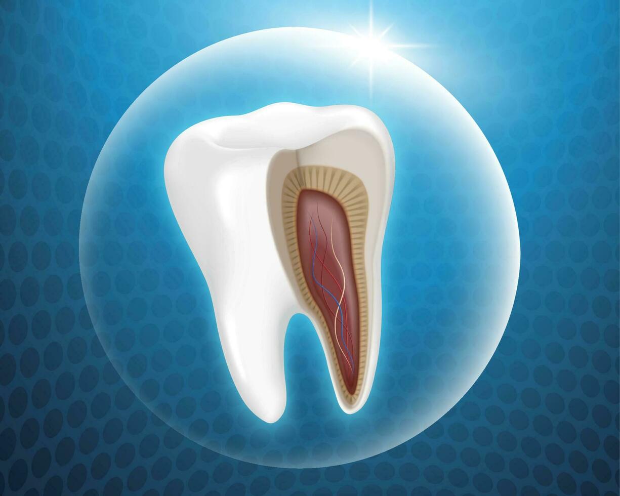 Tooth anatomy in protective bubble on blue background, 3d illustration vector