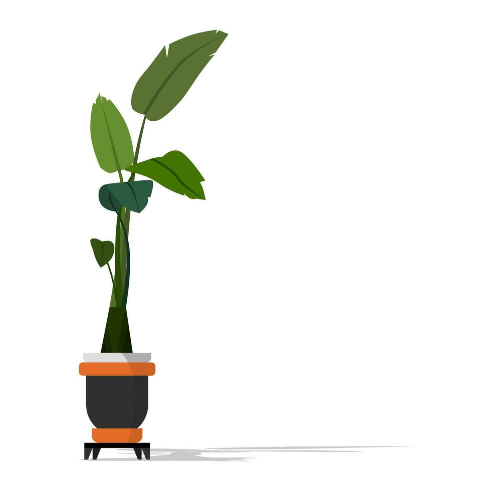 Strelitzia Nicolai plant house. comfortable plant, botanical leaf. Decorative floral art isolated on white background illustration, flyer, banner, social media. Flat illustration. vector