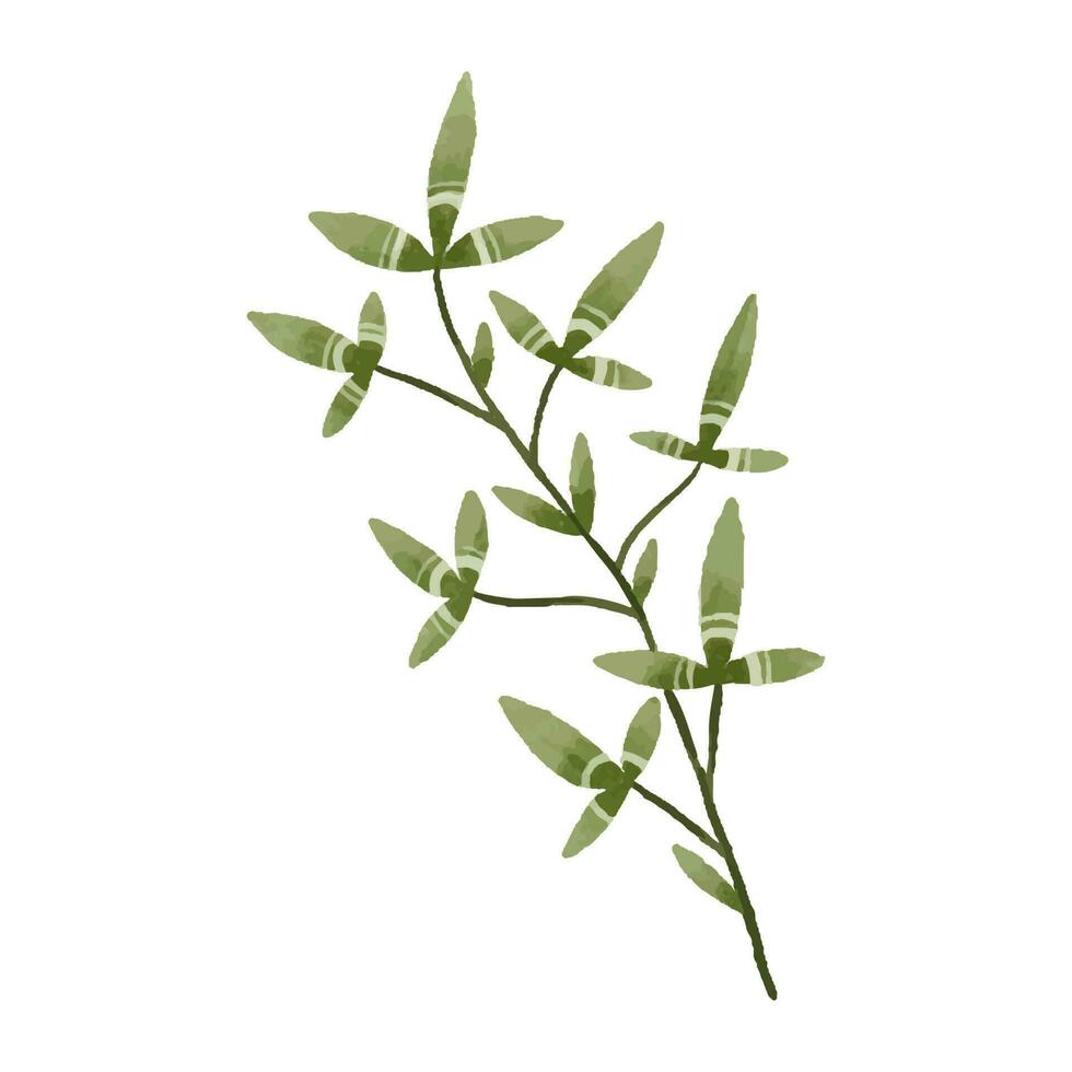 hand painted illustration with branch, leave. Herbal illustration vector