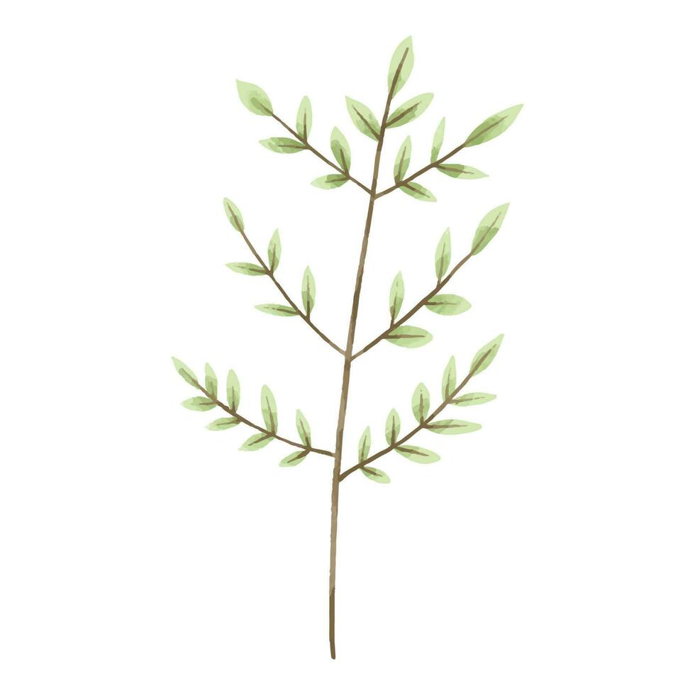 hand painted illustration with branch, leave. Herbal illustration vector