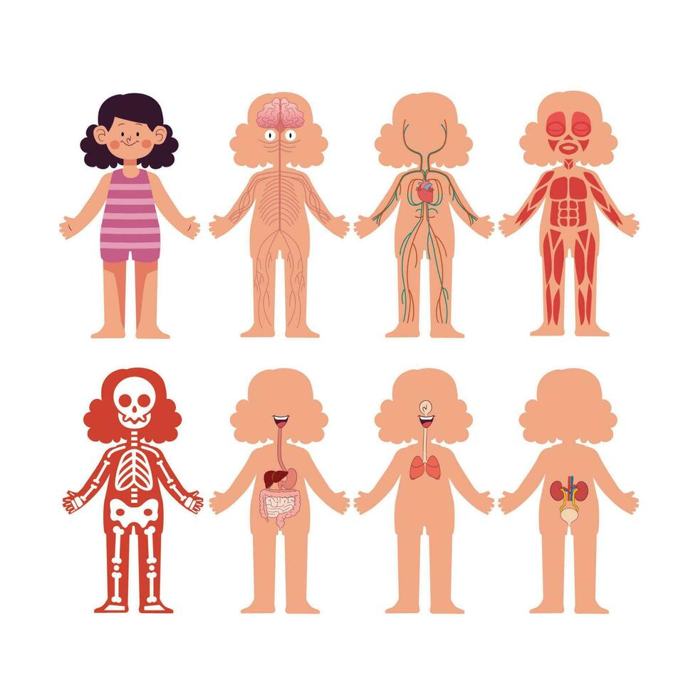 dibujos animados ilustración de humano anatomía sistema con linda niña modelo vector