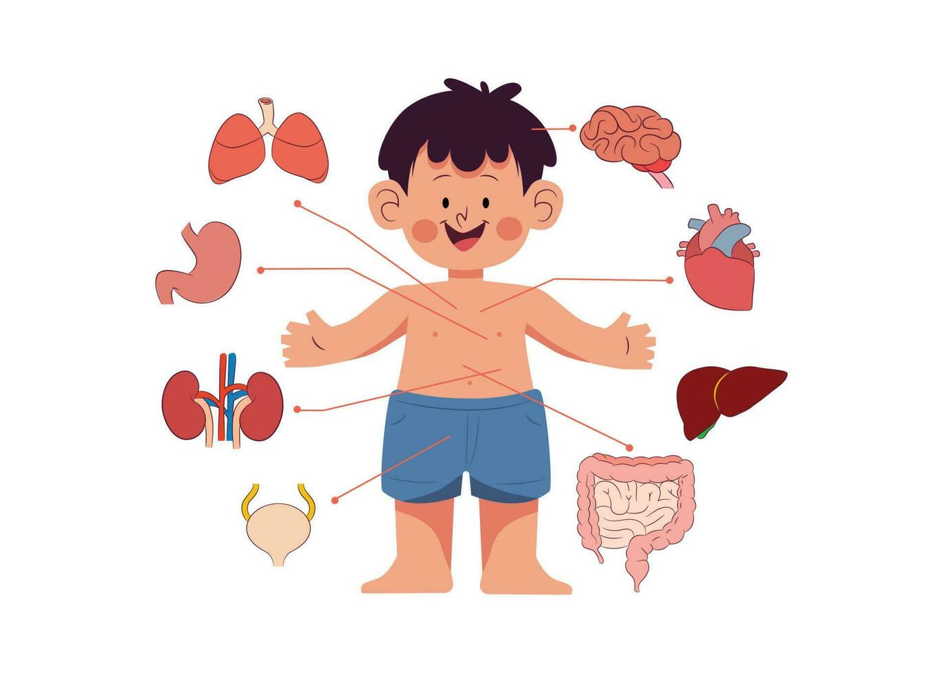 cartoon illustration of human anatomy system with cute boy model vector