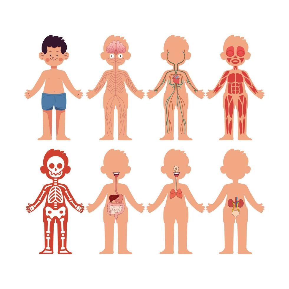 cartoon illustration of human anatomy system with cute boy model vector