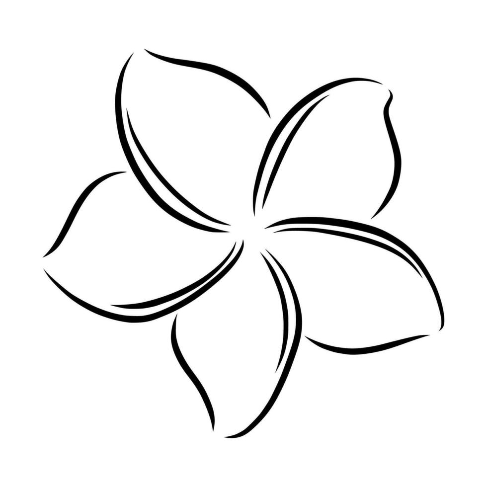 Frangipani or plumeria exotic summer flower. Engraved frangipani isolated in white background. Vector illustration