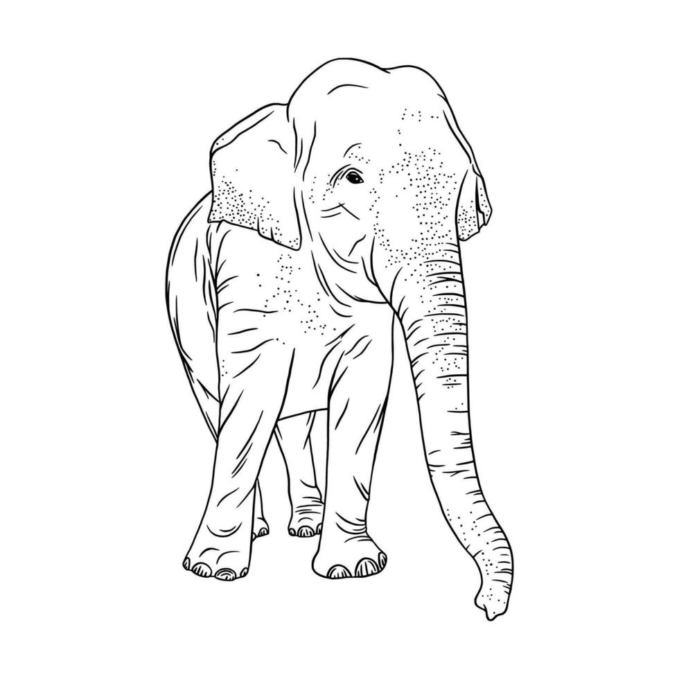 Elephant isolated on white background. Realistic outline elephant. Vector illustration