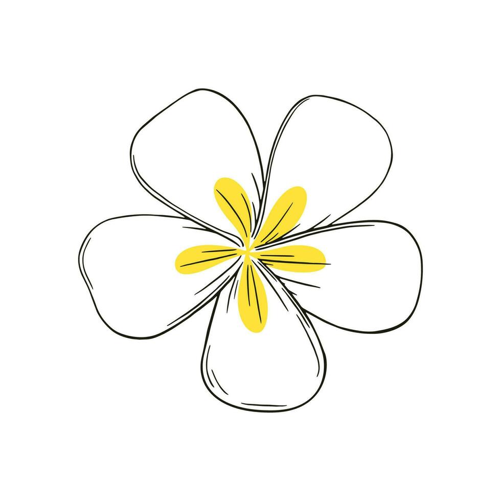Frangipani or plumeria exotic summer flower with yellow petals. Hand drawn frangipani blossom isolated in white background. Outline vector illustration