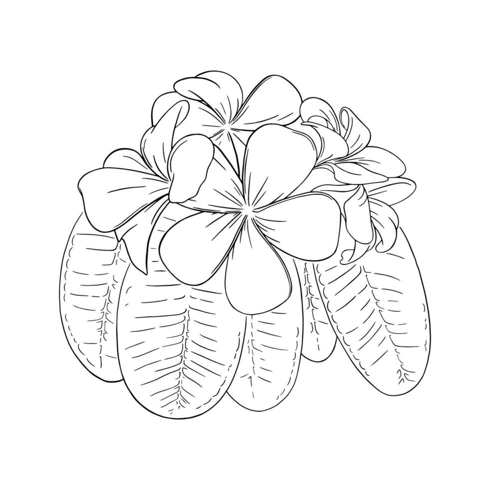 frangipani o plumeria tropical flor con hojas. grabado frangipani aislado en blanco antecedentes. vector ilustración
