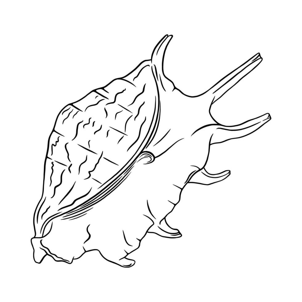 Conch seashell sketch. Tropical reef shell isolated in white background. Vector illustration