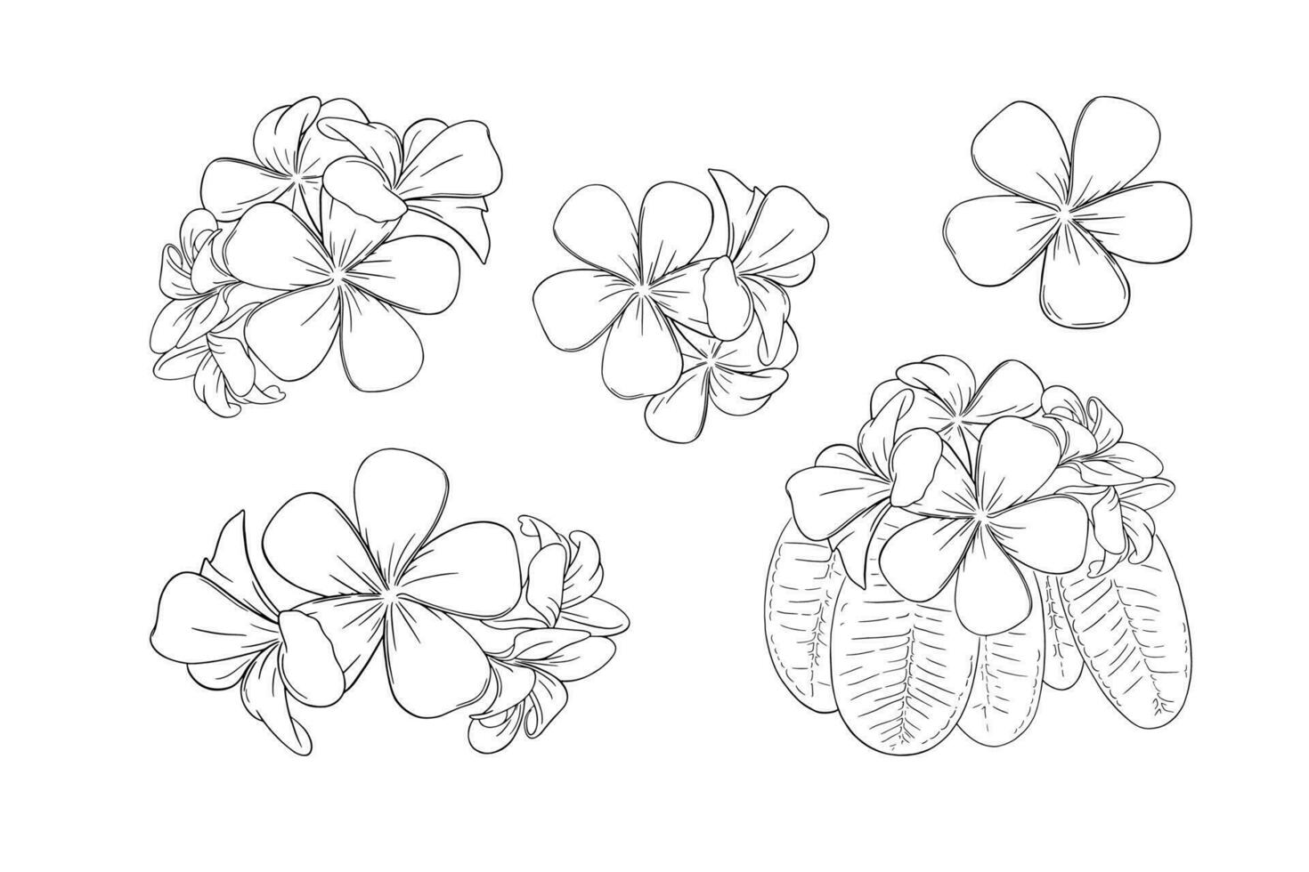 Frangipani or plumeria exotic summer flower. Engraved frangipani set isolated in white background. Vector illustration