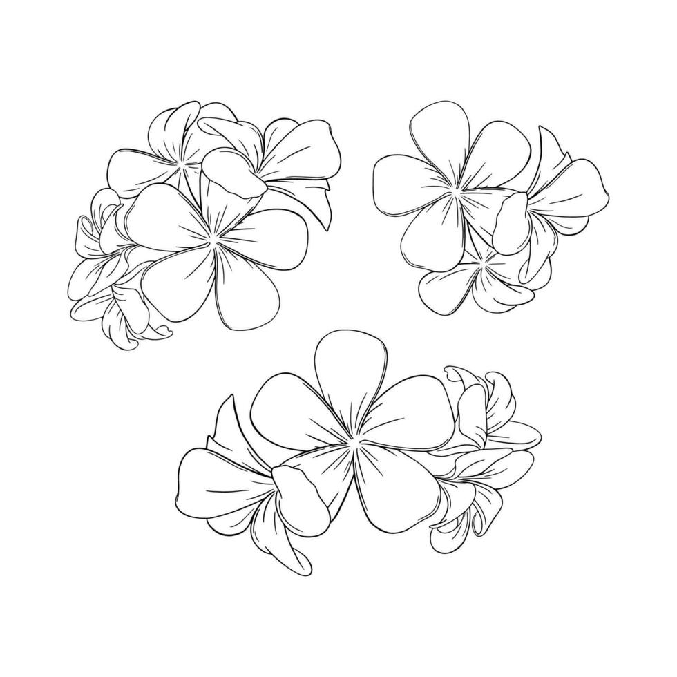 Frangipani or plumeria exotic summer flower. Engraved bunch of frangipani blossoms isolated in white background. Vector illustration