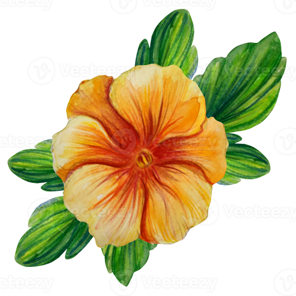 orange fikus blomma vattenfärg illustration png