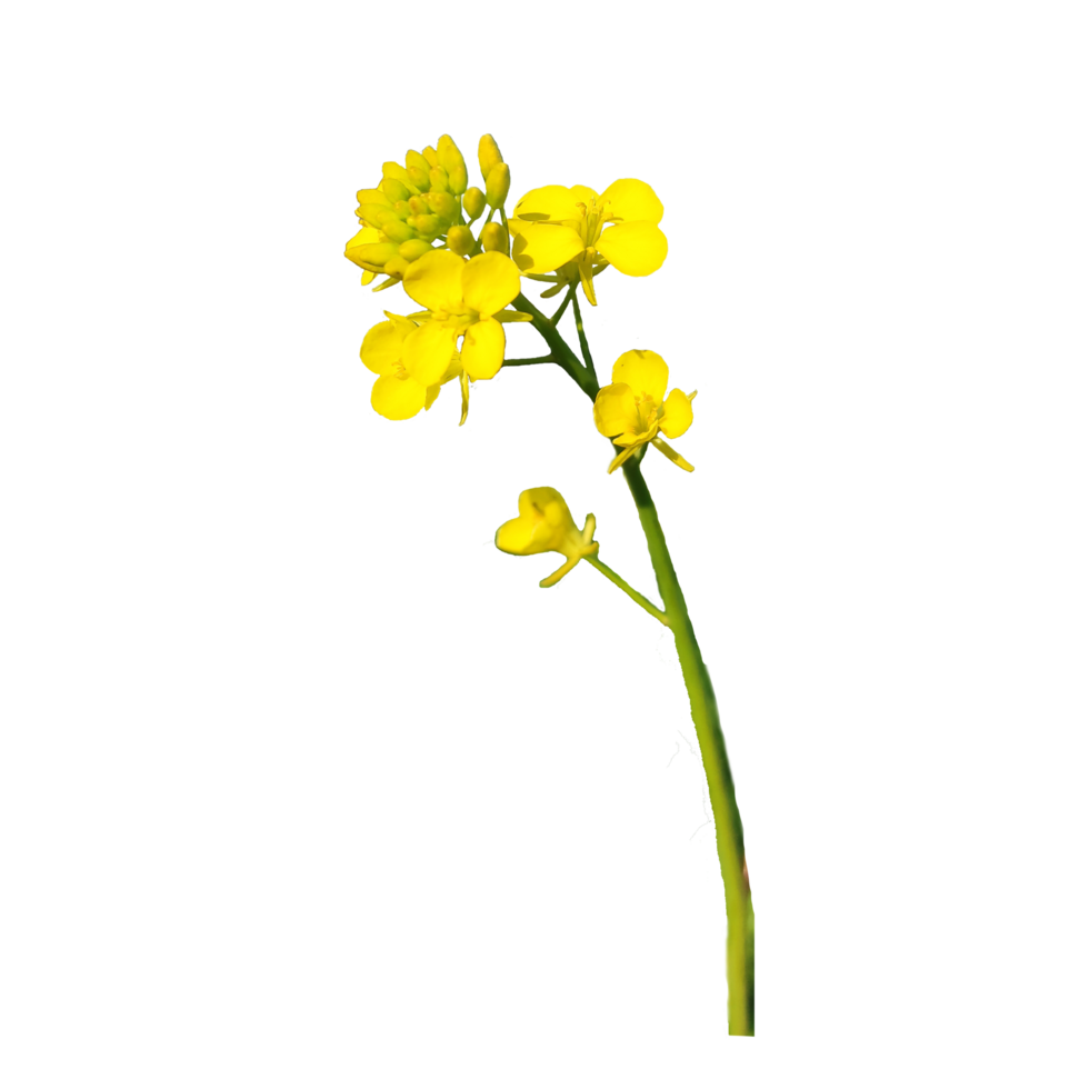 Jaune canola fleur transparent png