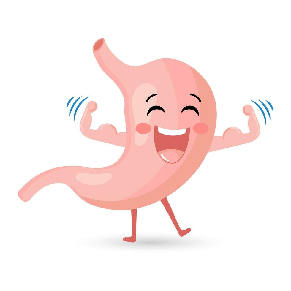 Cute healthy human stomach character athlete bodybuilder. Medicine concept. Anatomy of the digestive system. Vector in flat style