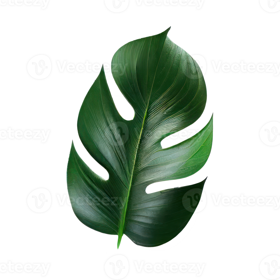 Tropical leaves in watercolor . png