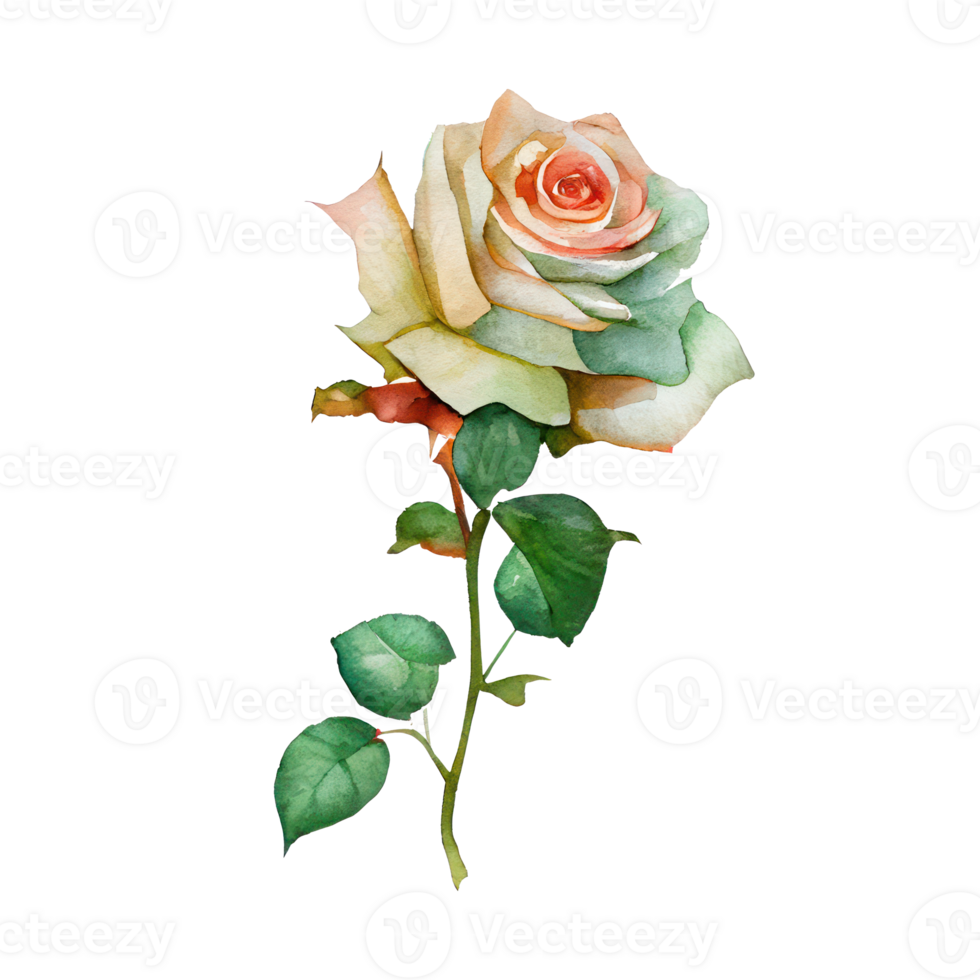 Roses watercolor . png
