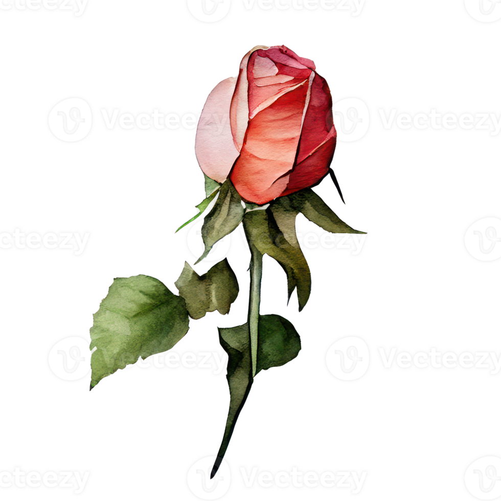 Roses watercolor . . png