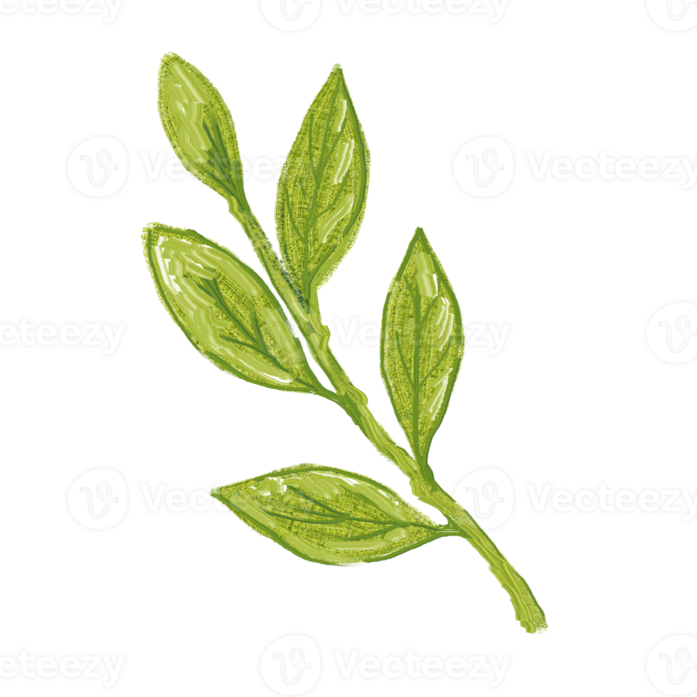 Green Leaf water color element design. Pro PNG transparent design