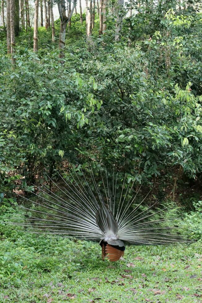 Wild Peacock goes in dark tropical forest with Feathers Out photo