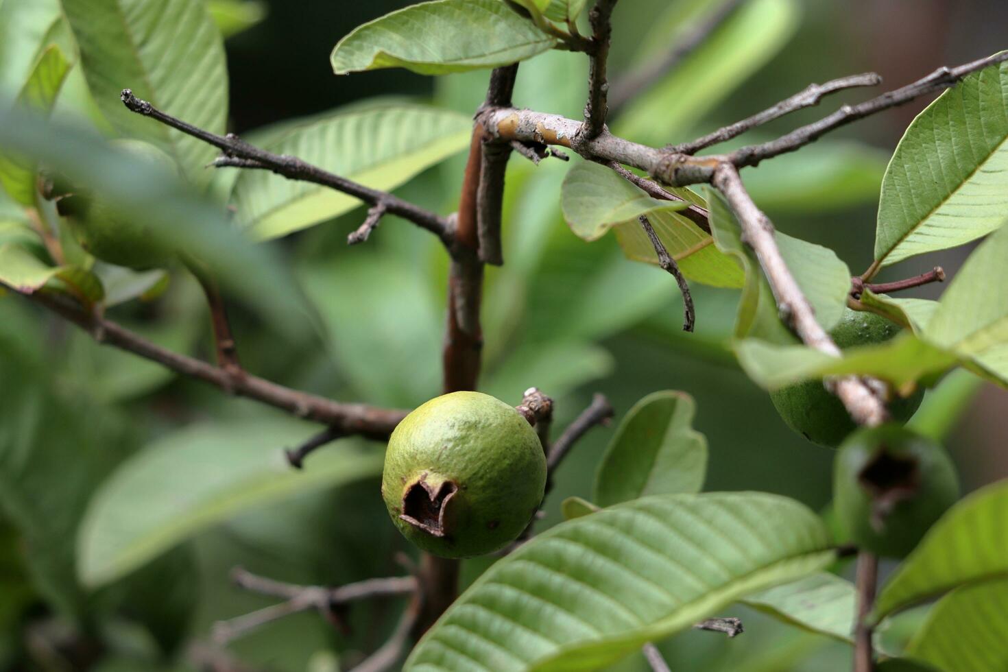 The Fresh Guava Fruit on a farm photo