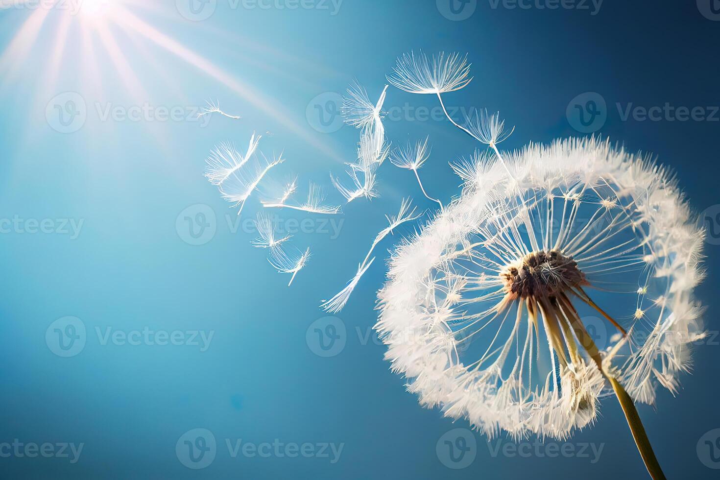 Dandelion with seeds blowing away in the wind across a blue sky. photo