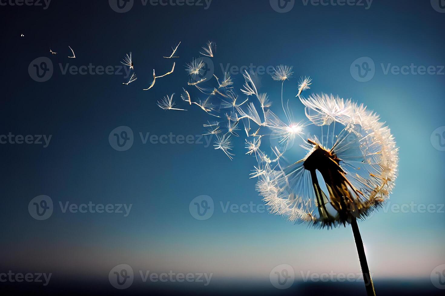 Flying Dandelion seeds in the morning sunlight blowing away in the wind across a blue sky. photo