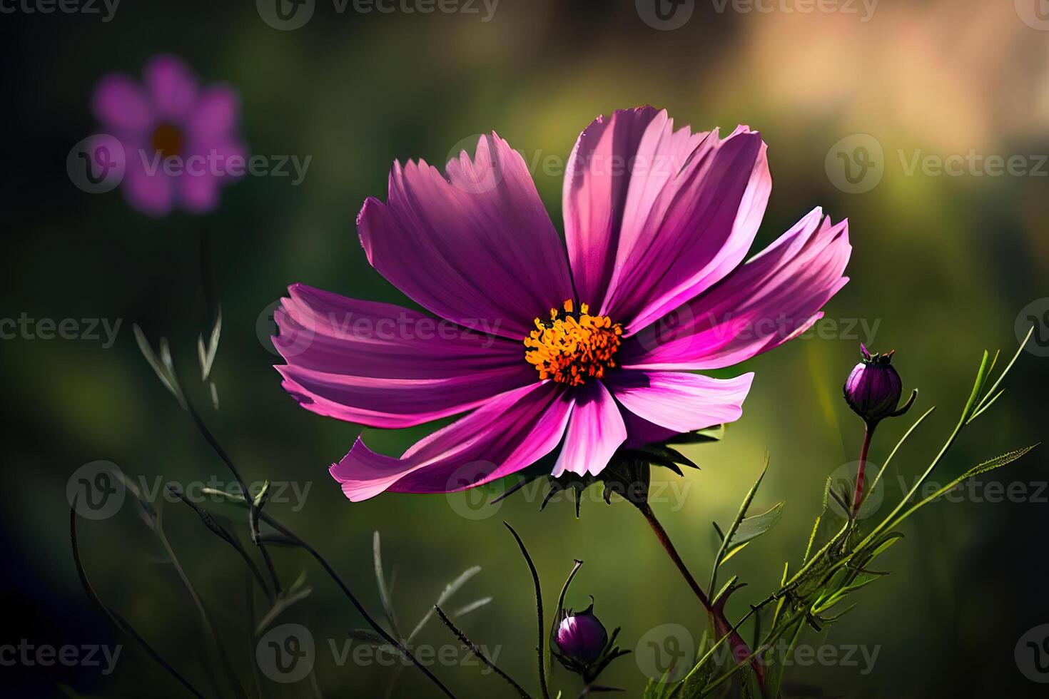Cosmos flower in the field, nice color. photo