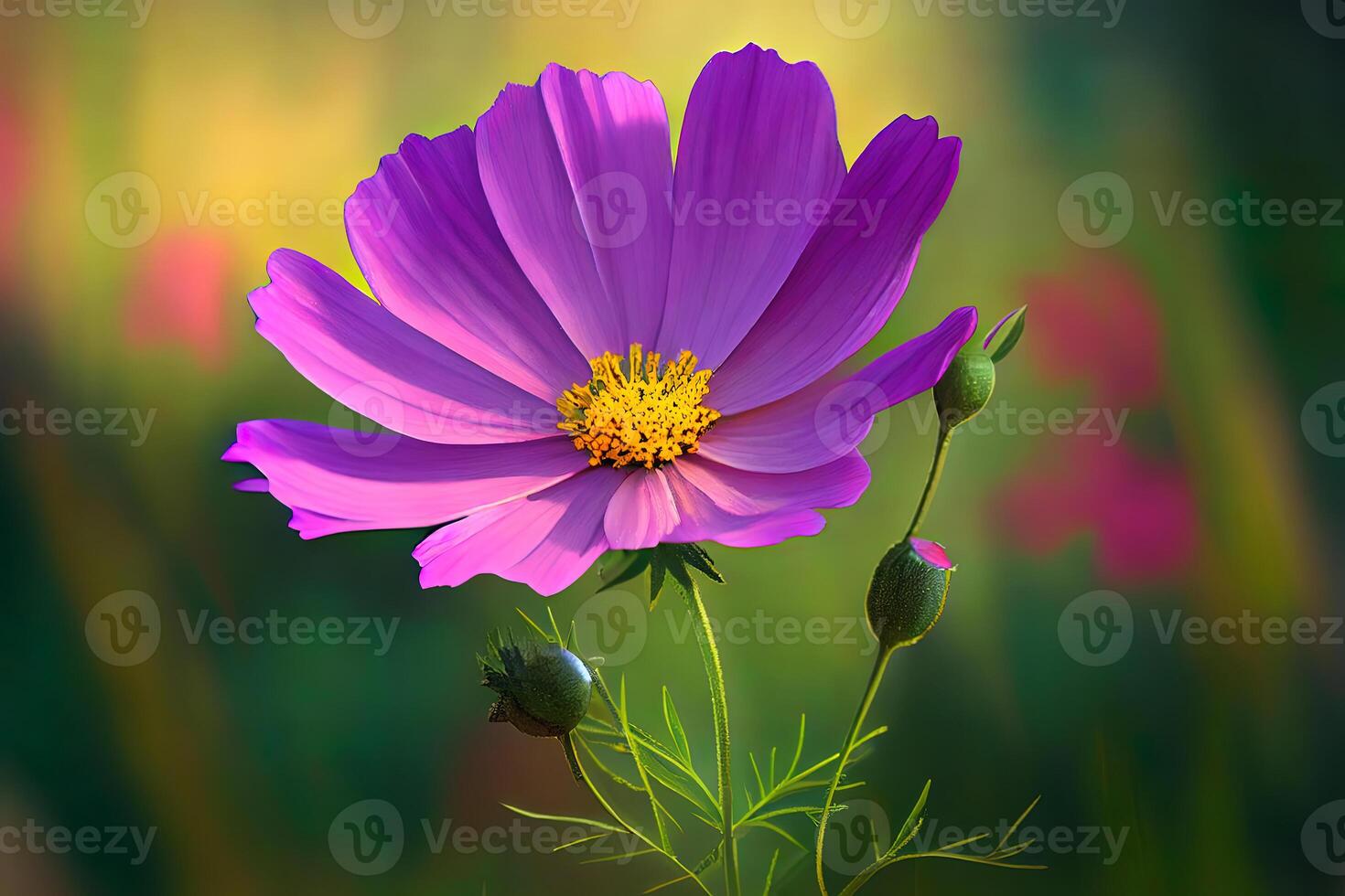 Beautiful cosmos flower in the garden. photo