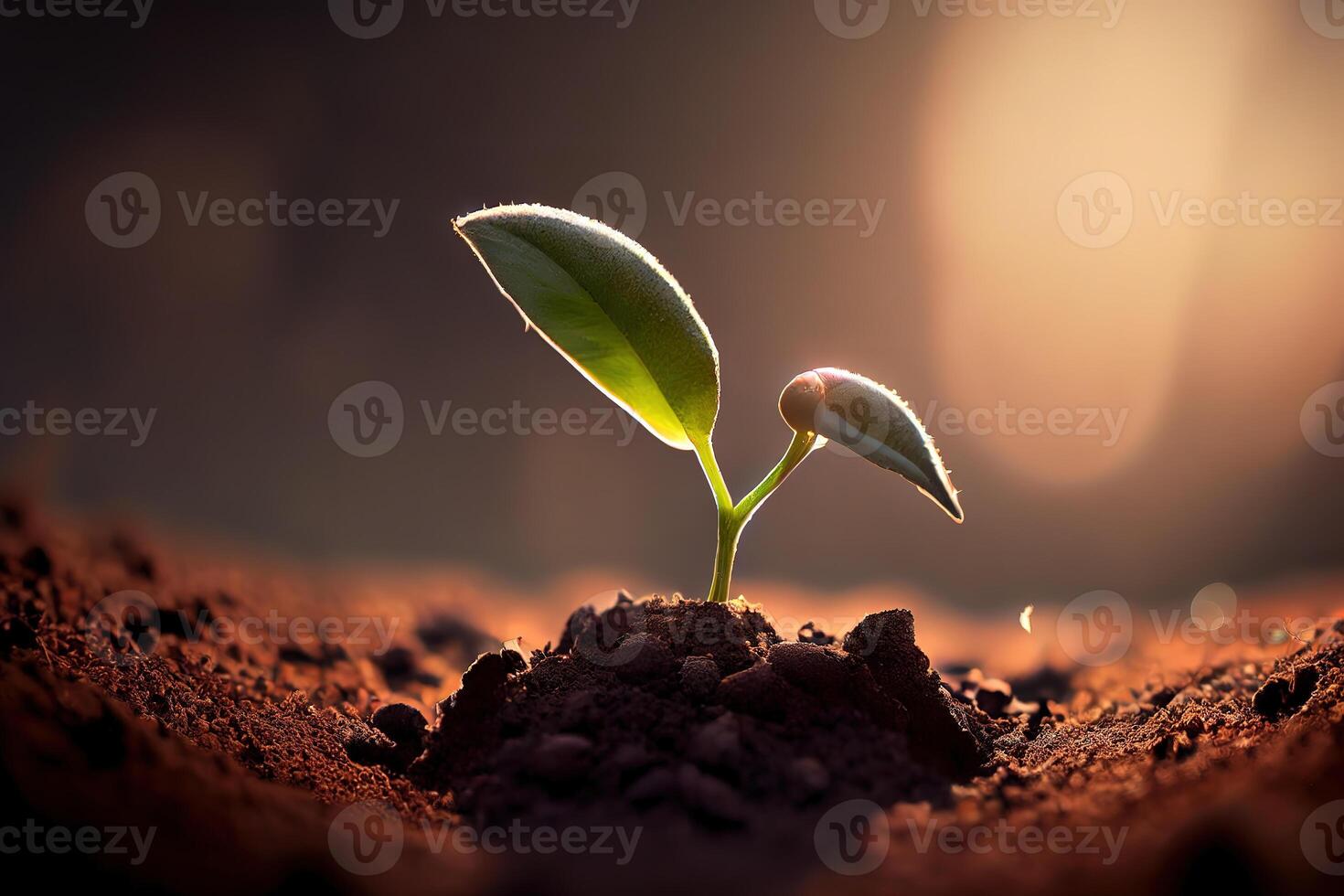 Seeding are growing in the soil with backdrop of the sunlight. photo