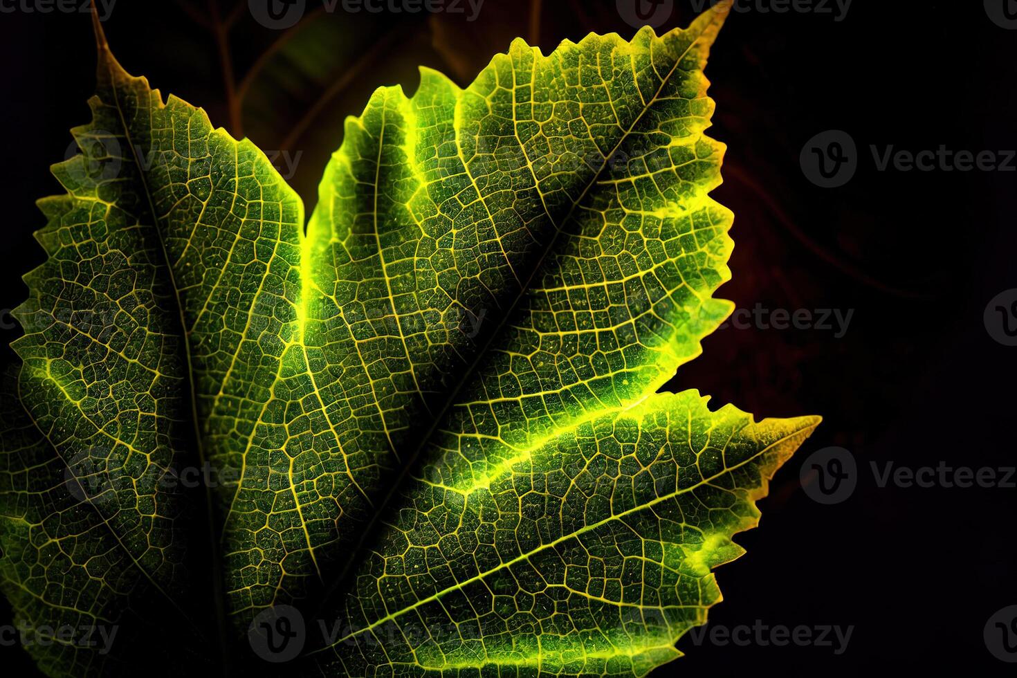 close up of green leaf texture, green leaf texture. photo