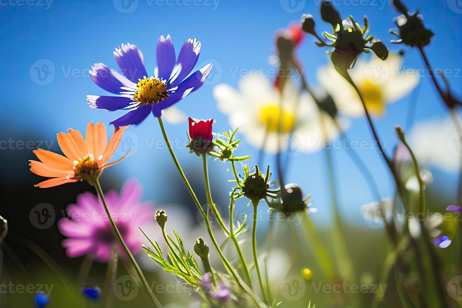 Flower meadow under a summer sky in color field. illustration photo