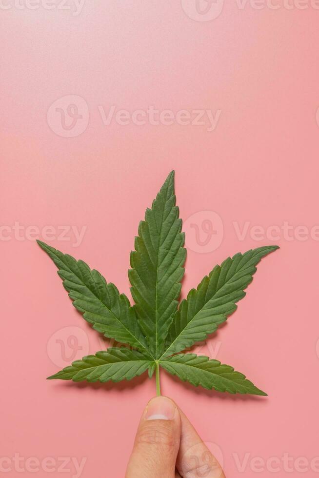 Weed, cannabis, hemp, marijuana leaf on colorful background. photo